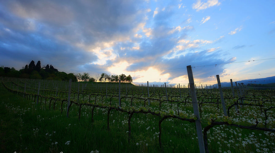Il vino nasce dal territorio: Breganze, clima e identità